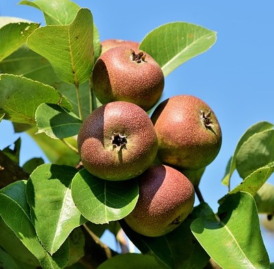 Apples (Half Bushel)
