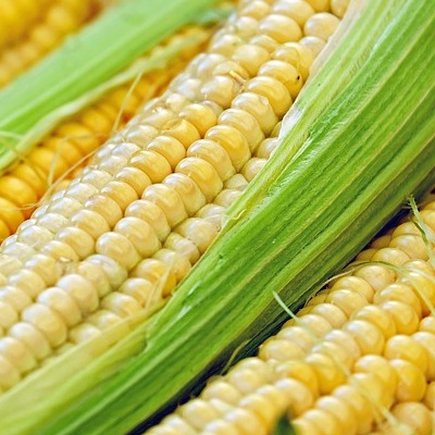 Corn (ear)