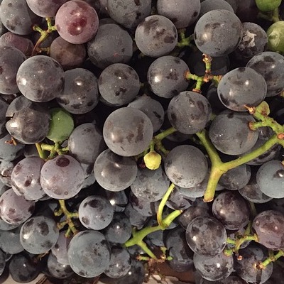 Grapes, Concord